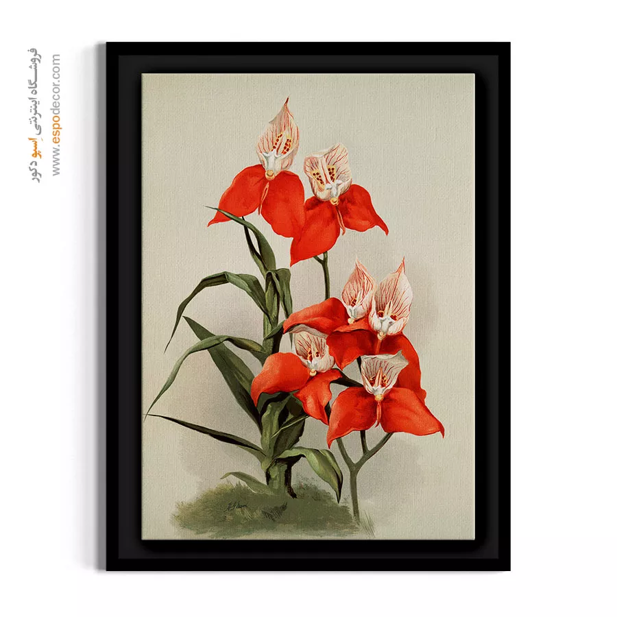 تابلو دفتر مدیریت - ارکیده رایچنباخیا – تابلو گل - اسپو دکور