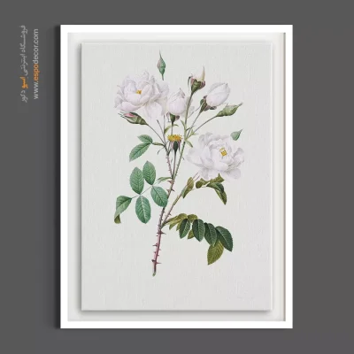 تابلو شیک مینیمال - گل رز کامپانولاتا – تابلو گل - اسپو دکور