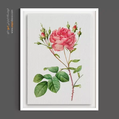 تابلو دکوراتیو رز صورتی - رز سنتیفولیا – تابلو گل - اسپو دکور