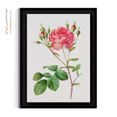 تابلو دکوراتیو رز صورتی - رز سنتیفولیا – تابلو گل - اسپو دکور