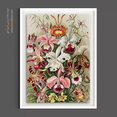 تابلو سبک کلکسیونی - ارکیده‌ها – تابلو گل - اسپو دکور