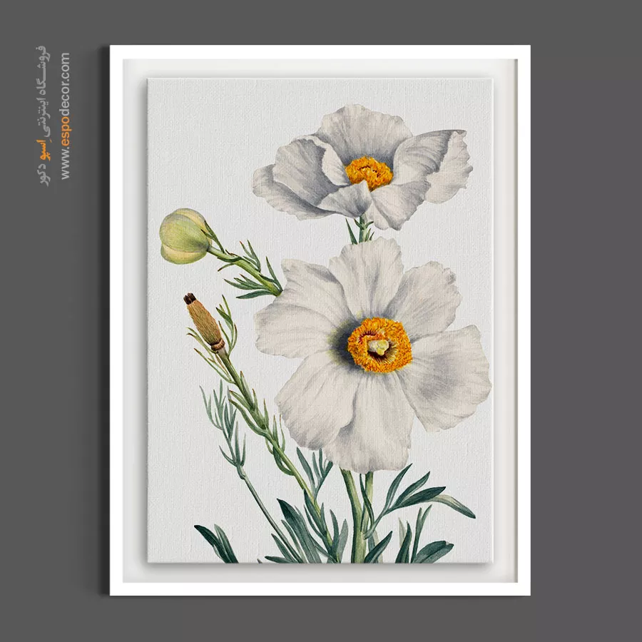 خرید تابلو دکوراتیو سفید - ماتیلیا پاپی – تابلو گل - اسپو دکور