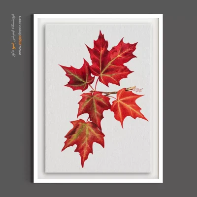 خرید تابلو دکوراتیو برگ افرای قرمز - برگ افرا قرمز – تابلو گل - اسپو دکور