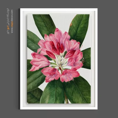 تصویرسازی کلاسیک و لوکس - رودودندرون – تابلو گل - اسپو دکور