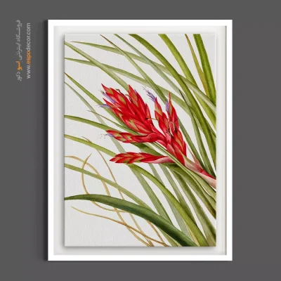 تابلو گل استوایی - تیلاندسیا – تابلو گل - اسپو دکور
