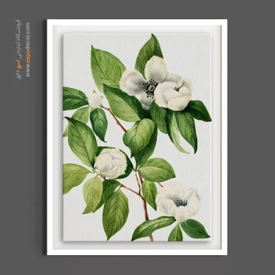 خرید تابلو گل سفید - استوارتیا – تابلو گل - اسپو دکور