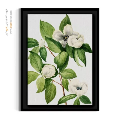 خرید تابلو گل سفید - استوارتیا – تابلو گل - اسپو دکور