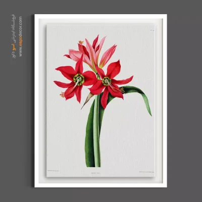 خرید تابلو بالای شومینه - آماریلیس – تابلو گل - اسپو دکور