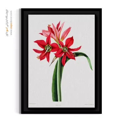 خرید تابلو بالای شومینه - آماریلیس – تابلو گل - اسپو دکور
