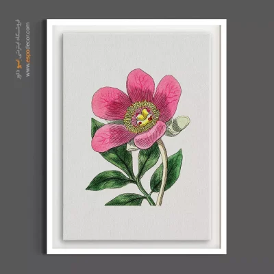 هنر گیاهی - شاخه گل صدتومانی صورتی – تابلو گل - اسپو دکور