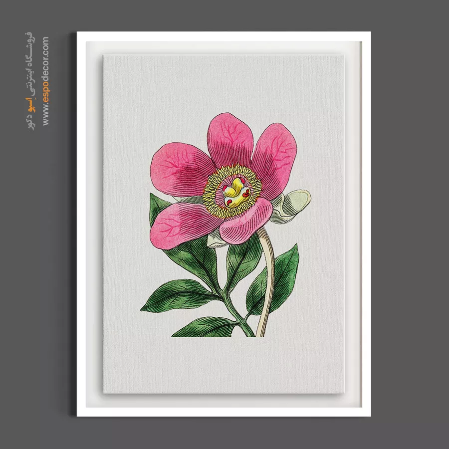 هنر گیاهی - شاخه گل صدتومانی صورتی – تابلو گل - اسپو دکور