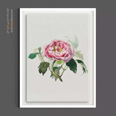 تابلو کلاسیک - گل رز کلم صورتی – تابلو گل - اسپو دکور