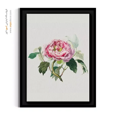 تابلو کلاسیک - گل رز کلم صورتی – تابلو گل - اسپو دکور