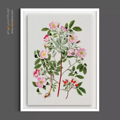 تابلو برای عطاری - گل نسترن وحشی – تابلو گل - اسپو دکور