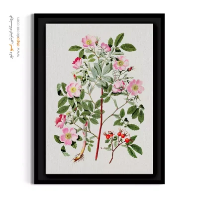 تابلو برای عطاری - گل نسترن وحشی – تابلو گل - اسپو دکور