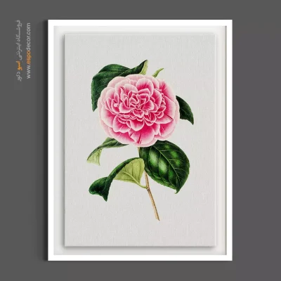 تابلو گل کاملیا ژاپنی - کاملیا صورتی پرچین – تابلو گل - اسپو دکور