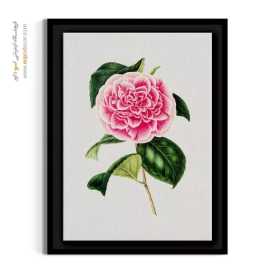 تابلو گل کاملیا ژاپنی - کاملیا صورتی پرچین – تابلو گل - اسپو دکور