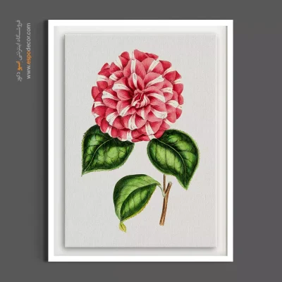 تصویرسازی گل - کاملیا ژاپنی – تابلو گل - اسپو دکور