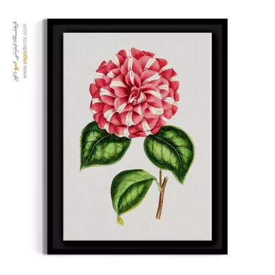 تصویرسازی گل - کاملیا ژاپنی – تابلو گل - اسپو دکور