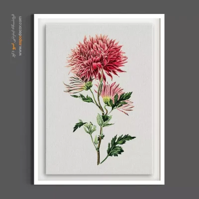 خرید تابلو گل داوودی - داوودی صورتی – تابلو گل - اسپو دکور