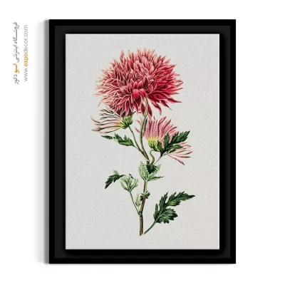 خرید تابلو گل داوودی - داوودی صورتی – تابلو گل - اسپو دکور