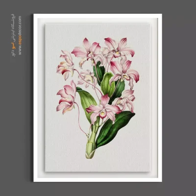 خرید تابلو بوم کلاسیک - دندروبیوم – تابلو گل - اسپو دکور