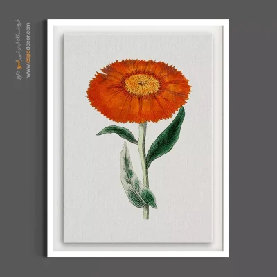 تابلو گل دارویی - گل همیشه بهار – تابلو گل - اسپو دکور