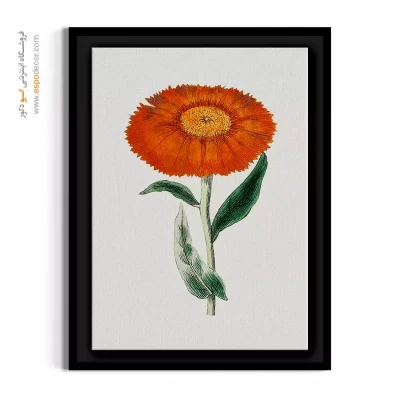 تابلو گل دارویی - گل همیشه بهار – تابلو گل - اسپو دکور