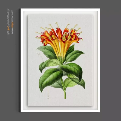 تابلو تصویرسازی هنری - گل تکوما نارنجی – تابلو گل - اسپو دکور