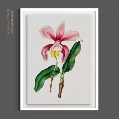 تابلو بوم صورتی - ارکیده کاتلیا – تابلو گل - اسپو دکور