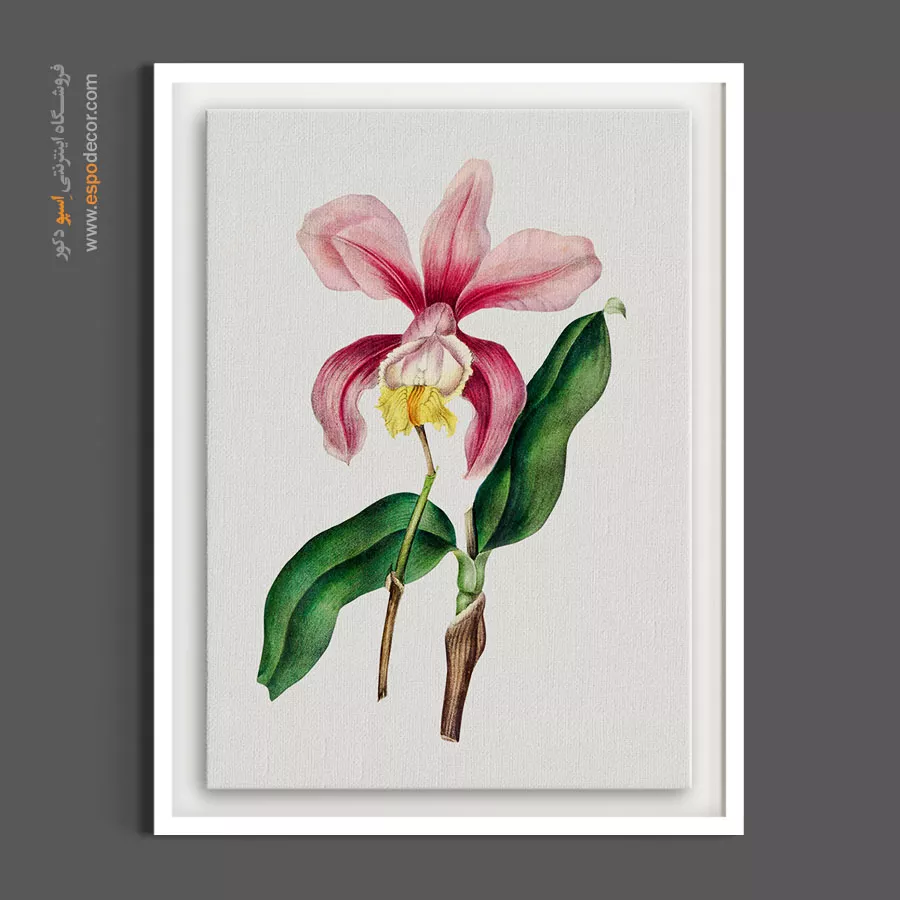 تابلو بوم صورتی - ارکیده کاتلیا – تابلو گل - اسپو دکور