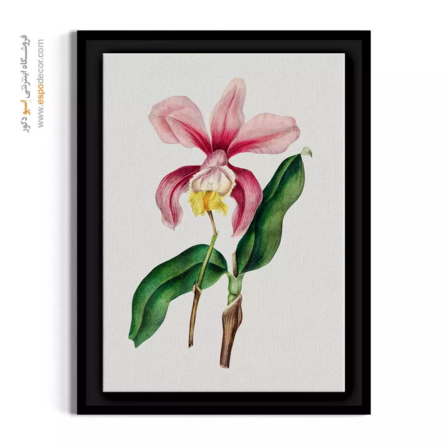 تابلو بوم صورتی - ارکیده کاتلیا – تابلو گل - اسپو دکور