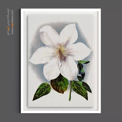 هنر دیواری فاخر - کلماتیس سفید – تابلو گل - اسپو دکور