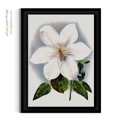 هنر دیواری فاخر - کلماتیس سفید – تابلو گل - اسپو دکور