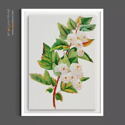 قیمت تابلو بوم هنری - اسپیریا اوریا – تابلو گل - اسپو دکور