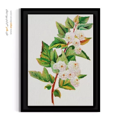 قیمت تابلو بوم هنری - اسپیریا اوریا – تابلو گل - اسپو دکور