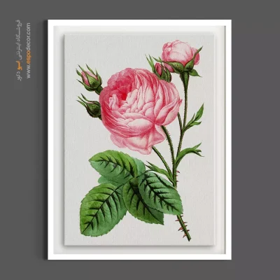 خرید آنلاین تابلو - گل صد برگ – تابلو گل - اسپو دکور