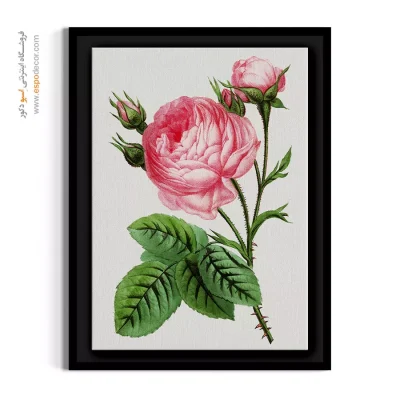 خرید آنلاین تابلو - گل صد برگ – تابلو گل - اسپو دکور