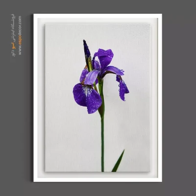 تابلو گل فوتورئالیستی - آیریس – تابلو گل - اسپو دکور