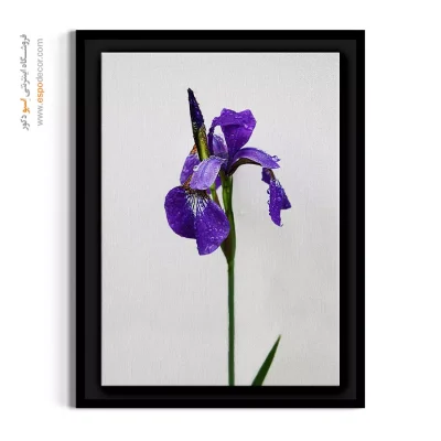 تابلو گل فوتورئالیستی - آیریس – تابلو گل - اسپو دکور