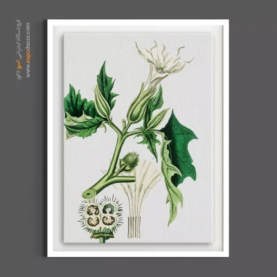 تابلو لیتوگرافی کلاسیک - گل تاتوره – تابلو گل - اسپو دکور