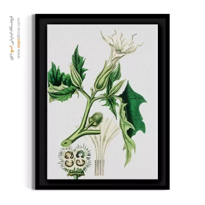 تابلو لیتوگرافی کلاسیک - گل تاتوره – تابلو گل - اسپو دکور