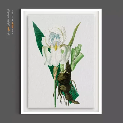 دکوراسیون روستیک - زنبق سفید – تابلو گل - اسپو دکور