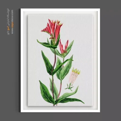 خرید تابلو مینیمال گل - اسپیگلیا – تابلو گل - اسپو دکور