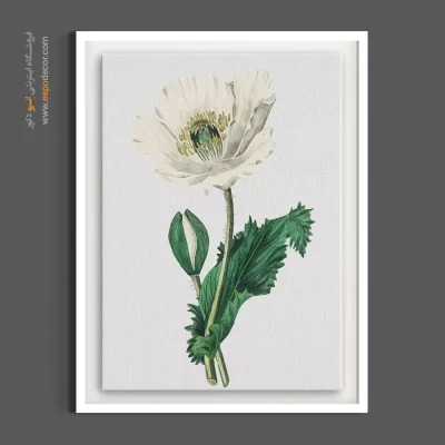 تابلو گیاه‌شناسی مدرن - پاپی سفید – تابلو گل - اسپو دکور