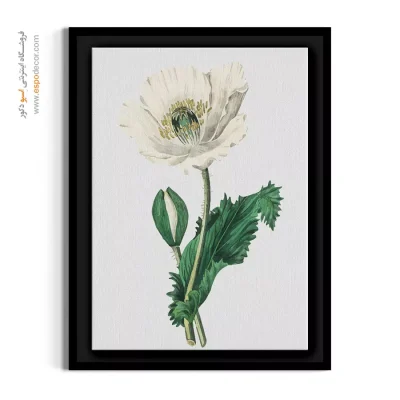تابلو گیاه‌شناسی مدرن - پاپی سفید – تابلو گل - اسپو دکور