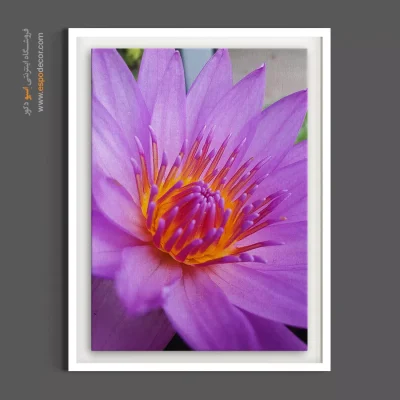 خرید تابلو ماکرو گل - لوتوس ارغوانی – تابلو گل - اسپو دکور