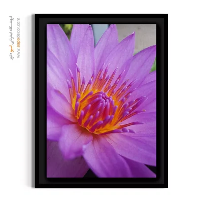 خرید تابلو ماکرو گل - لوتوس ارغوانی – تابلو گل - اسپو دکور