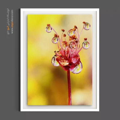 عکس هنری گل - قطرات شبنم – تابلو گل - اسپو دکور