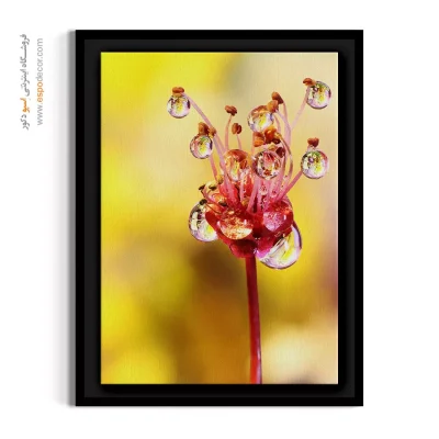 عکس هنری گل - قطرات شبنم – تابلو گل - اسپو دکور